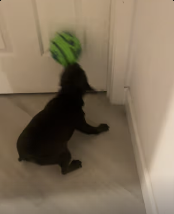 Frenchie Playing with Giggle Ball !!!